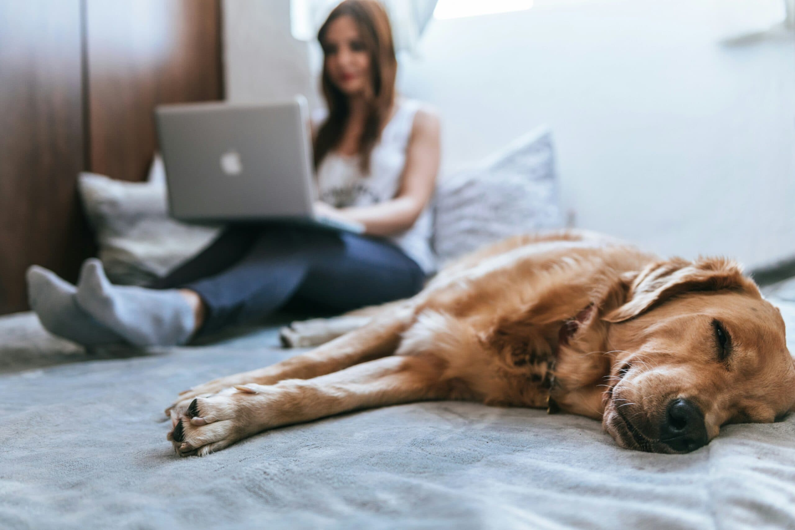 National Pets for Veterans Day: Honoring Our Heroes with Furry Companions